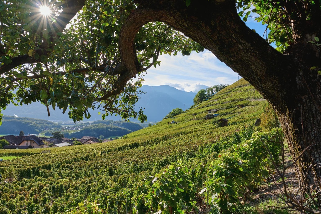 Vins Cochard-Gaillard