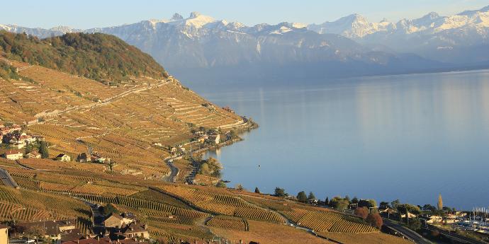 Vignes Vaud