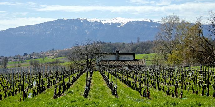 Vignes Genève