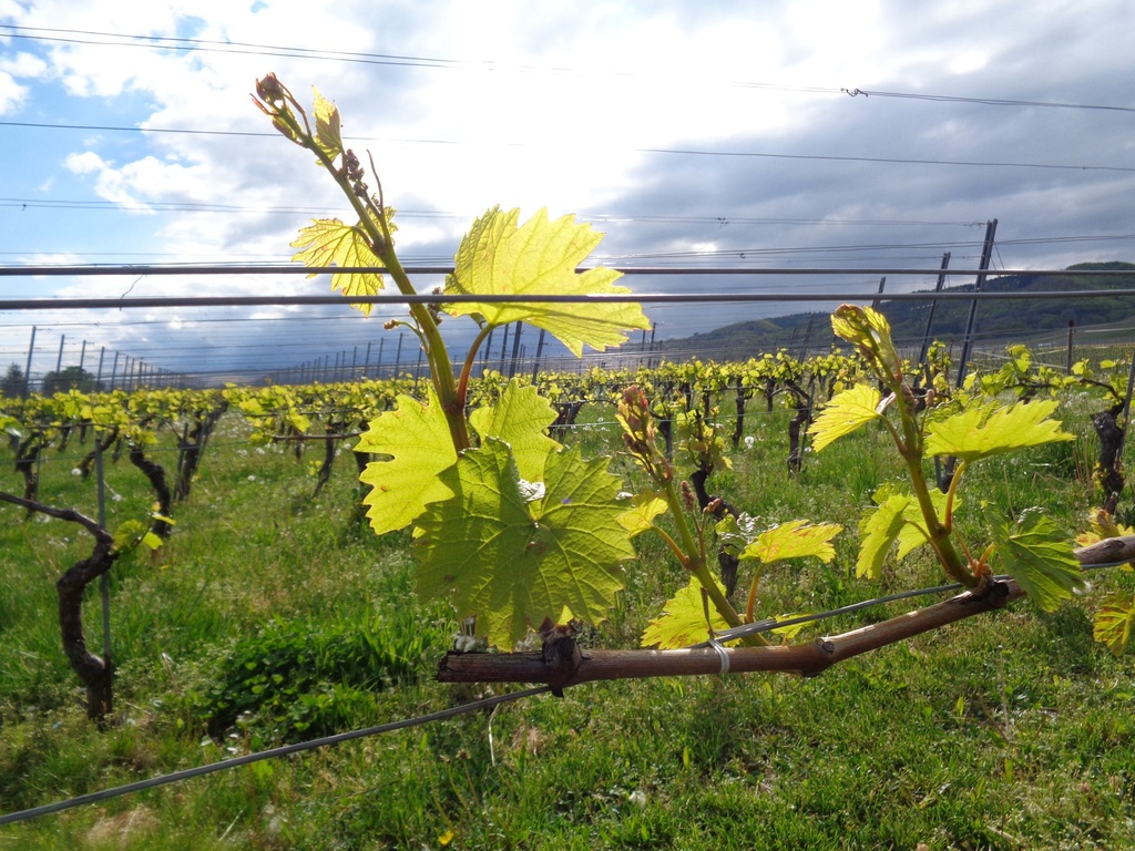 Domaine Maréchal